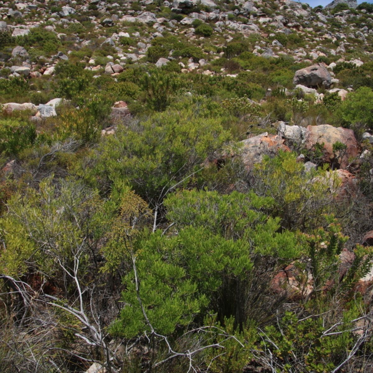 Dodonaea viscosa - Broadleaf Hopbush, Hopseed Bush, Florida Hopbush, Varnish Leaf, Switch Sorreal - Image 11