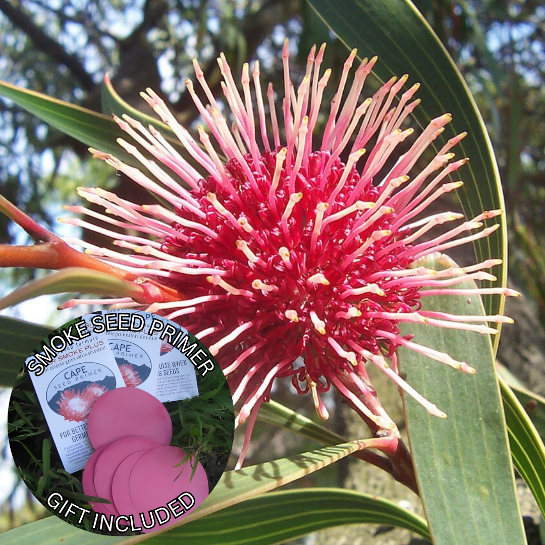 Hakea laurina (10 Seeds) + Smoke Seed Primer (01 Disc) - Pincushion Hakea, Kodjet, Emu Bush, Sea Urchin