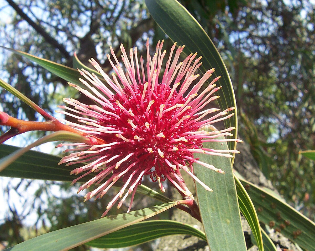 Hakea laurina (10 Seeds) + Smoke Seed Primer (01 Disc) - Pincushion Hakea, Kodjet, Emu Bush, Sea Urchin - Image 3