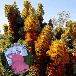 Hakea victoria (5 Seeds) + Smoke Seed Primer (01 Disc) - Royal Hakea, Lantern Hakea