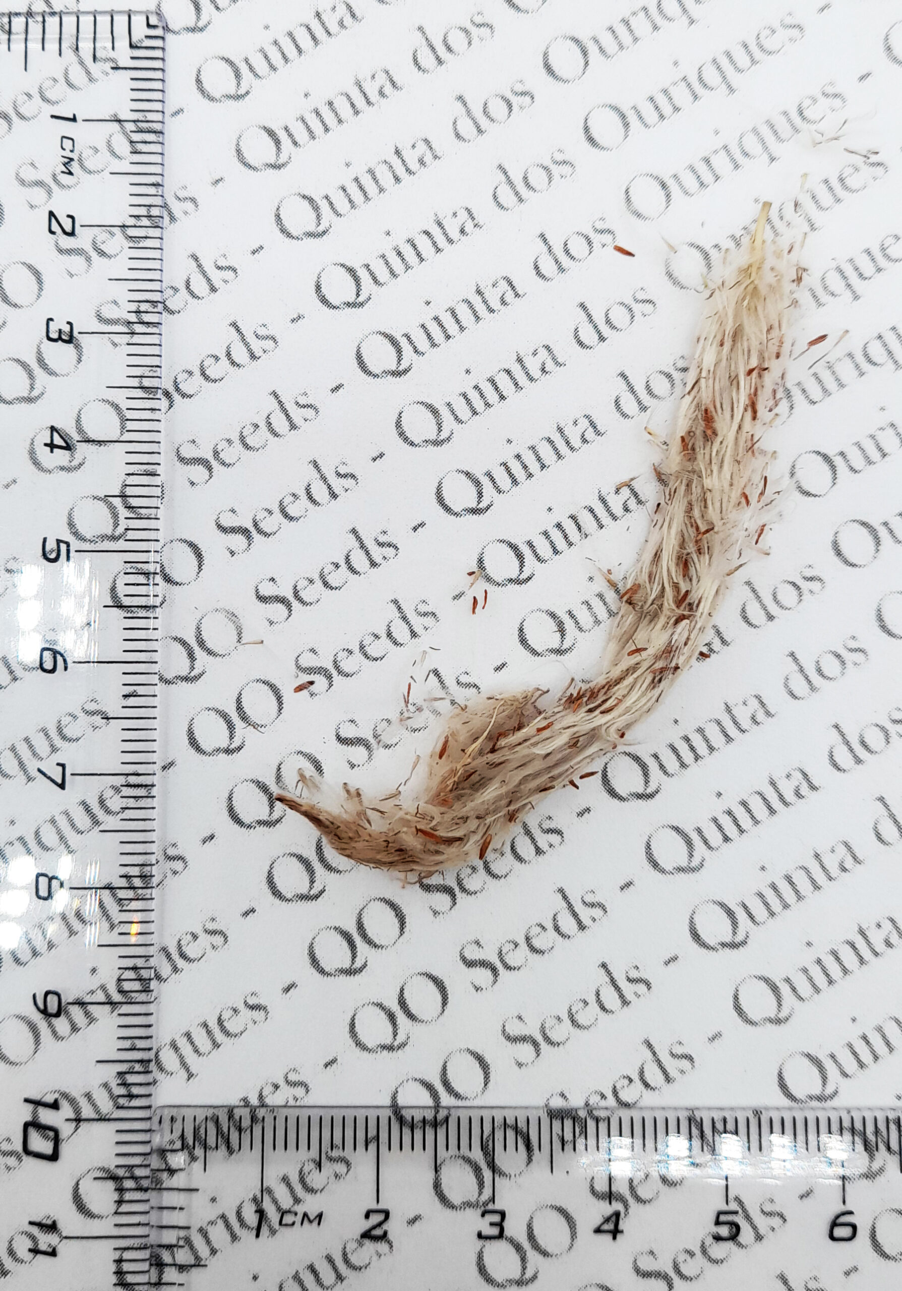 Imperata cylindrica / Lagurus cylindricus / Imperata arundinacea - Cogon Grass, Blady Grass, Kunai Grass, Sword Grass, Japanese Blood Grass, Red Baron Grass, Alang-Alang, Lalang, Ilalang, Imperata Grass, Satintail - Image 2