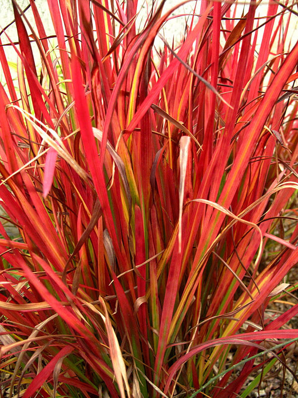 Imperata cylindrica / Lagurus cylindricus / Imperata arundinacea - Cogon Grass, Blady Grass, Kunai Grass, Sword Grass, Japanese Blood Grass, Red Baron Grass, Alang-Alang, Lalang, Ilalang, Imperata Grass, Satintail - Image 3