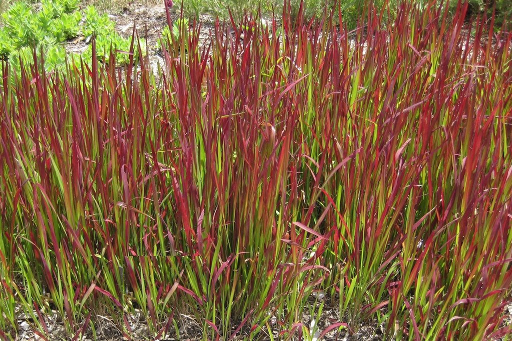 Imperata cylindrica / Lagurus cylindricus / Imperata arundinacea - Cogon Grass, Blady Grass, Kunai Grass, Sword Grass, Japanese Blood Grass, Red Baron Grass, Alang-Alang, Lalang, Ilalang, Imperata Grass, Satintail - Image 4