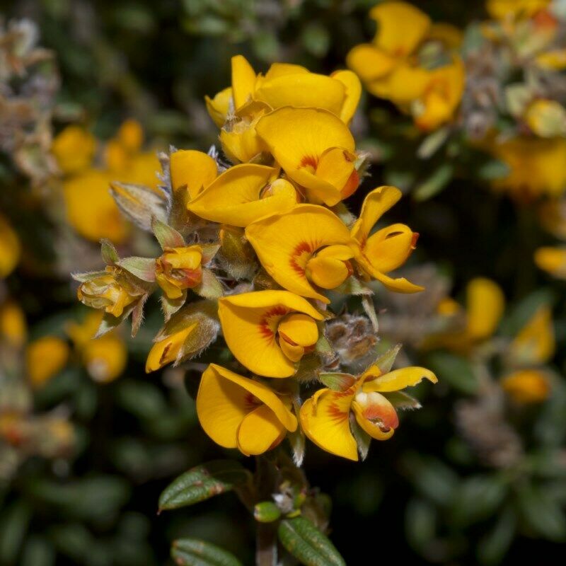 Oxylobium ellipticum - Common Shaggy Pea, Golden Rosemary - Image 2