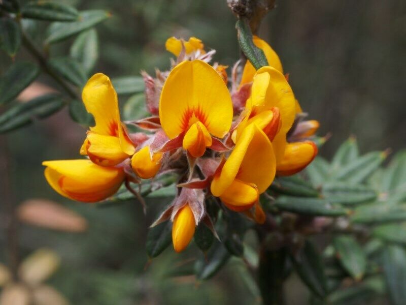 Oxylobium ellipticum - Common Shaggy Pea, Golden Rosemary - Image 3