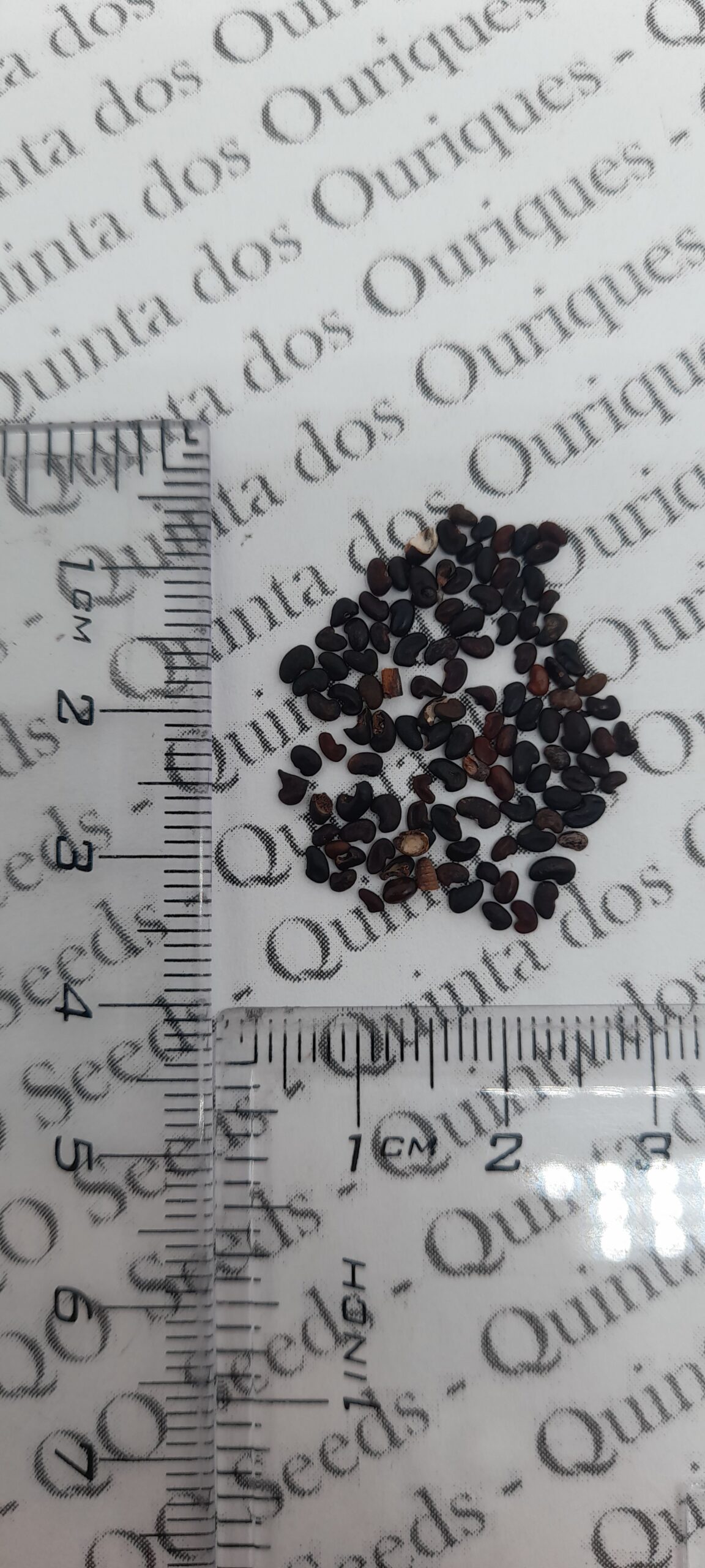 Oxylobium ellipticum - Common Shaggy Pea, Golden Rosemary - Image 8