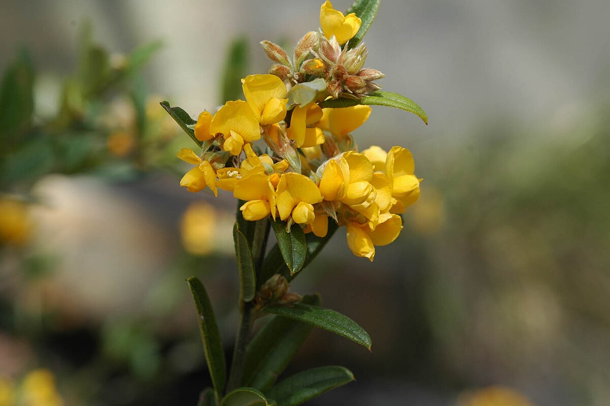 Oxylobium ellipticum - Common Shaggy Pea, Golden Rosemary - Image 9