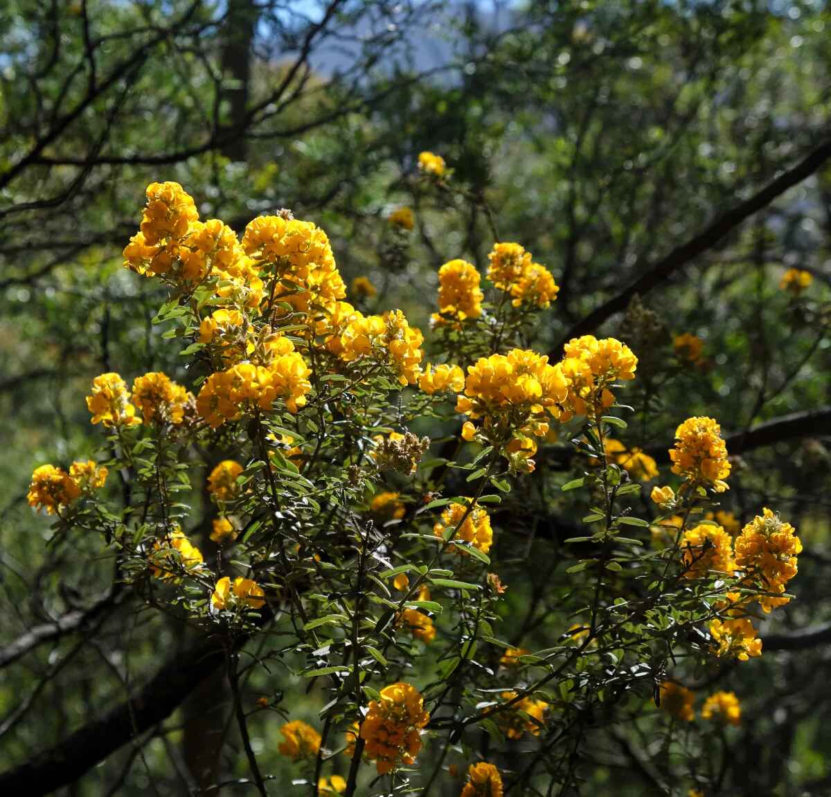 Oxylobium ellipticum - Common Shaggy Pea, Golden Rosemary - Image 10