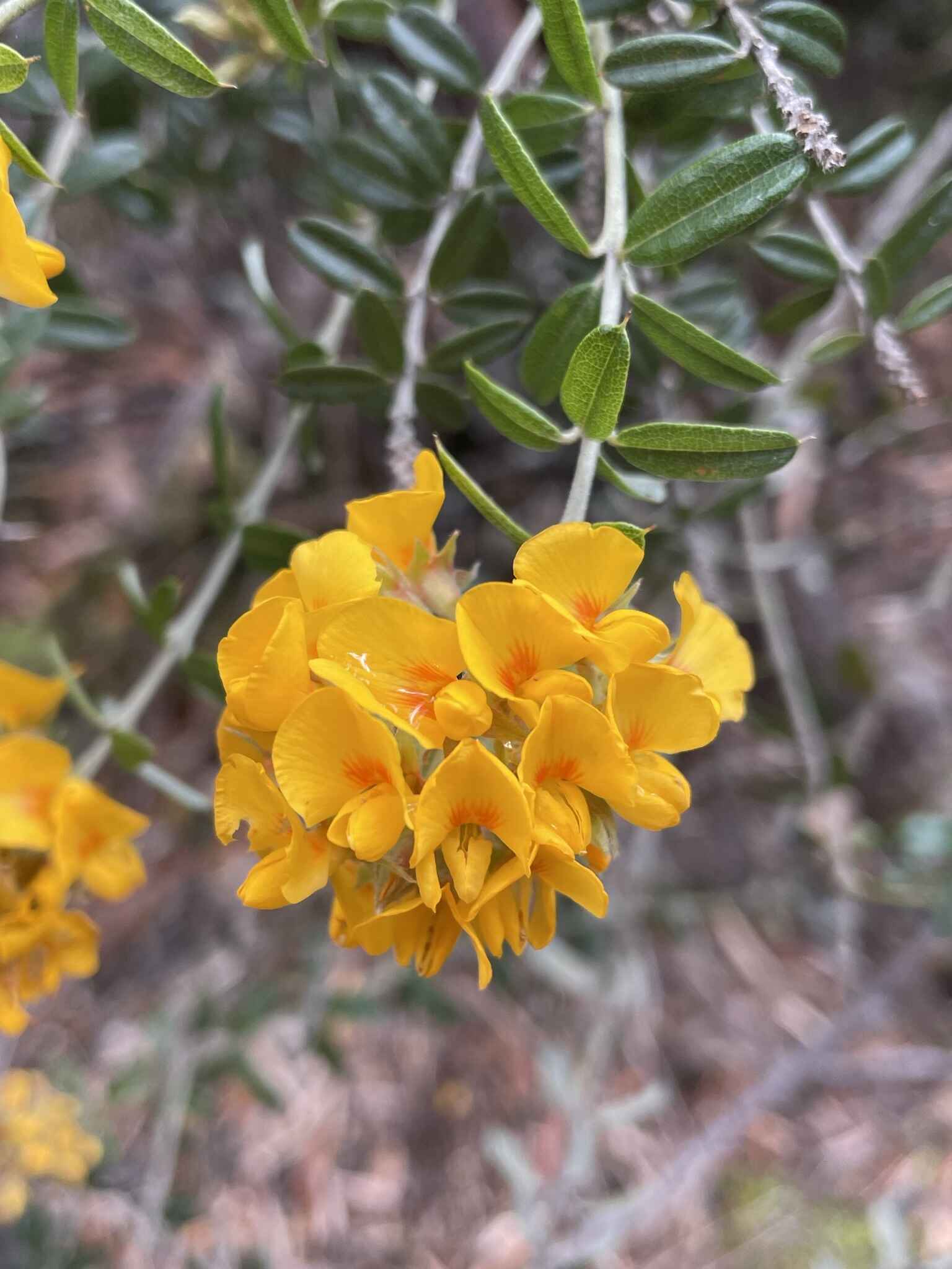 Oxylobium ellipticum - Common Shaggy Pea, Golden Rosemary - Image 11