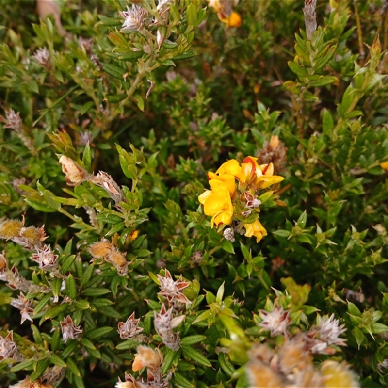 Oxylobium ellipticum - Common Shaggy Pea, Golden Rosemary - Image 12