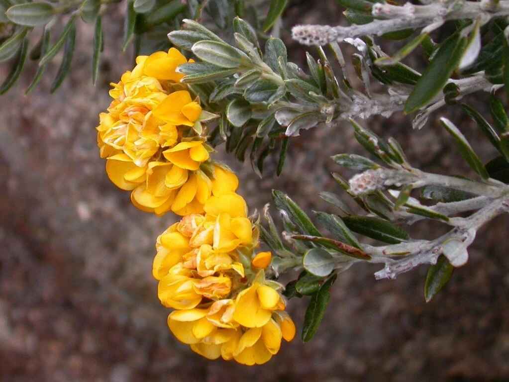 Oxylobium ellipticum - Common Shaggy Pea, Golden Rosemary - Image 13
