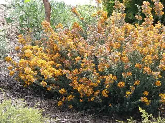 Oxylobium ellipticum - Common Shaggy Pea, Golden Rosemary - Image 14
