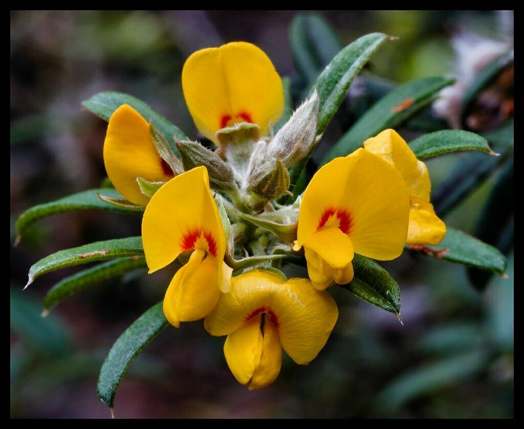 Oxylobium ellipticum - Common Shaggy Pea, Golden Rosemary - Image 15