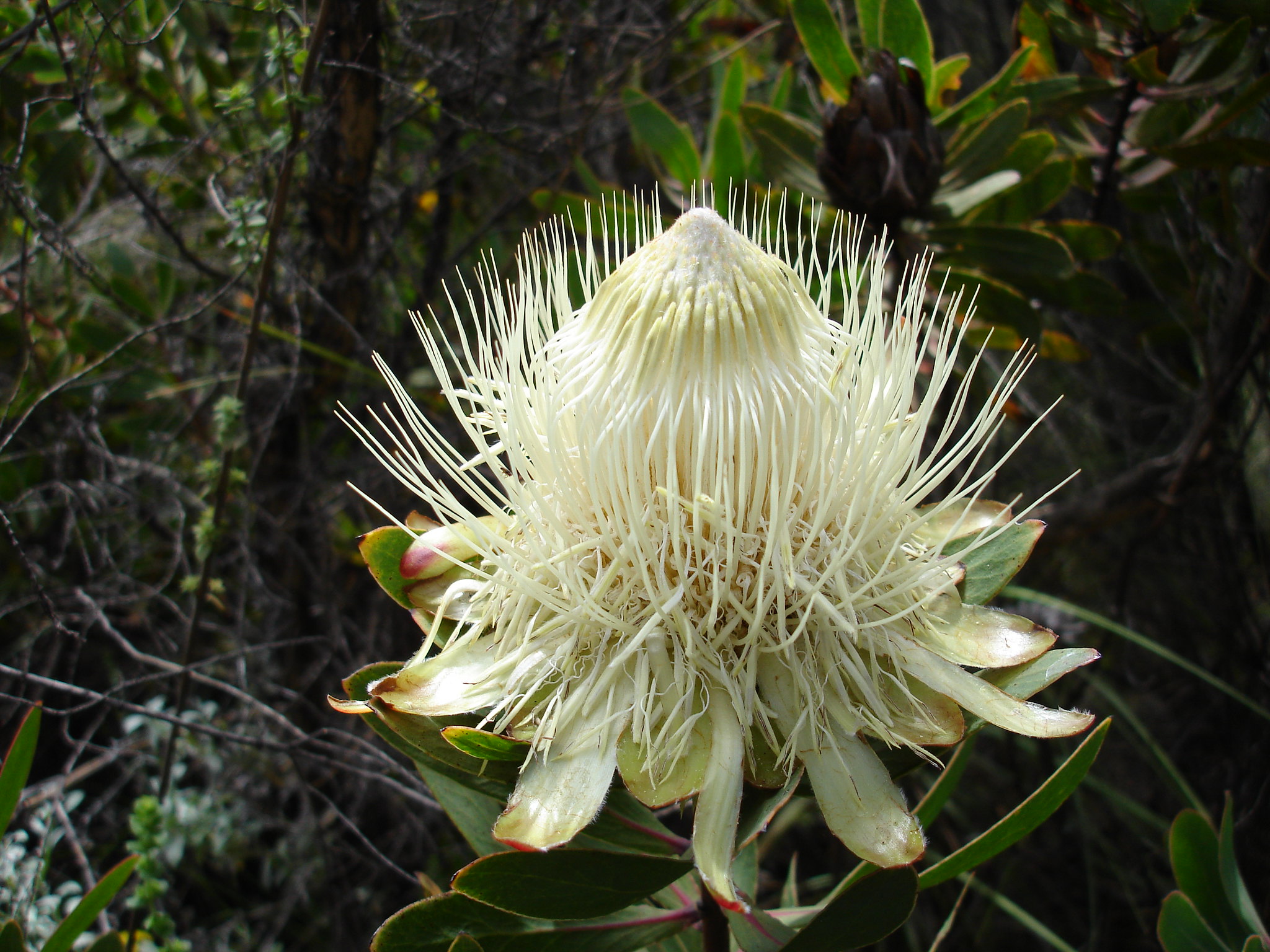 Protea caffra subsp. kilimandscharica (10 Seeds) + Smoke Seed Primer (01 Disc) - Kilimanjaro Sugarbush, Kilimanjaro Protea, Kili Sugarbush - Image 3