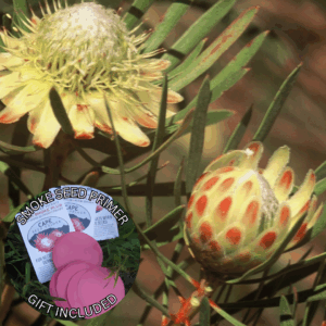 Protea scolymocephala (5 Seeds) + Smoke Seed Primer (01 Disc) -