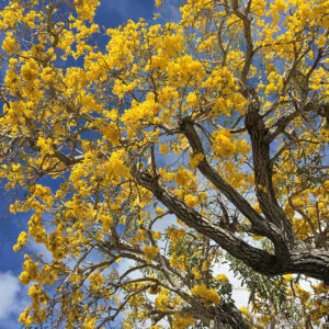 Tabebuia aurea - Yellow Trumpet Tree, Silver Trumpet Tree Craibeira, Yellow Tabebuia, Yellow Ipê, Tree of Gold, Ipê Amarelo