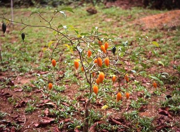Tabernanthe - Tree of wisdom, tree of knowledge, tree of life - Image 2