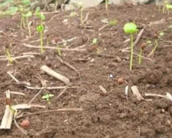 Tabernanthe - Tree of wisdom, tree of knowledge, tree of life - Image 5