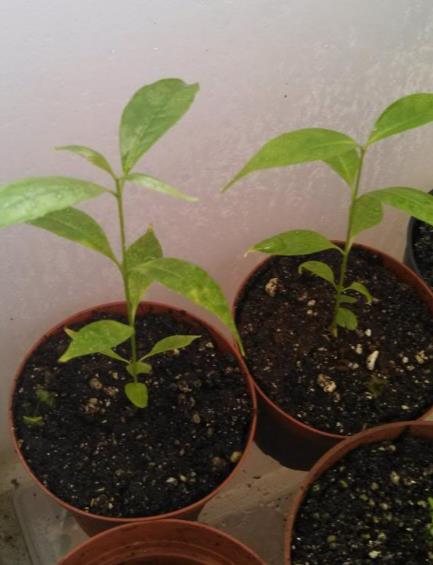 Tabernanthe - Tree of wisdom, tree of knowledge, tree of life - Image 6