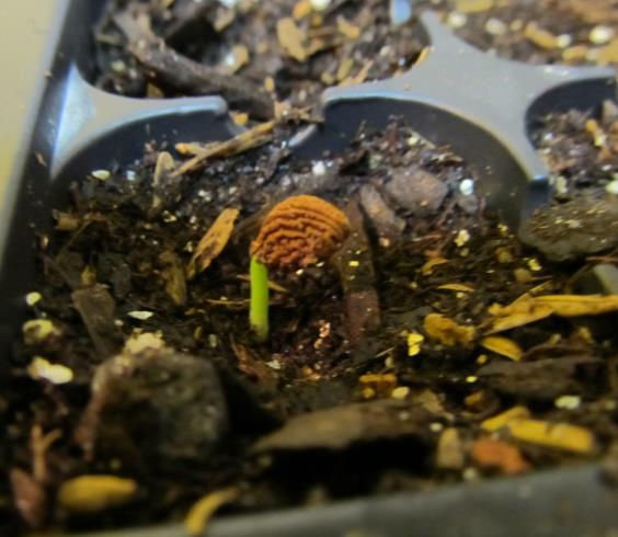 Tabernanthe - Tree of wisdom, tree of knowledge, tree of life - Image 7