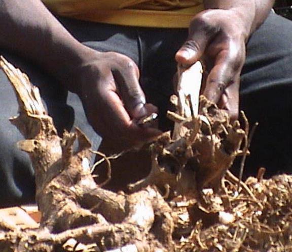 Tabernanthe - Tree of wisdom, tree of knowledge, tree of life - Image 8