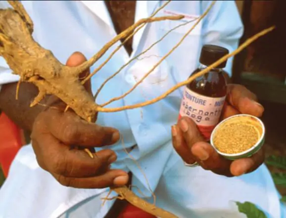 Tabernanthe - Tree of wisdom, tree of knowledge, tree of life - Image 9