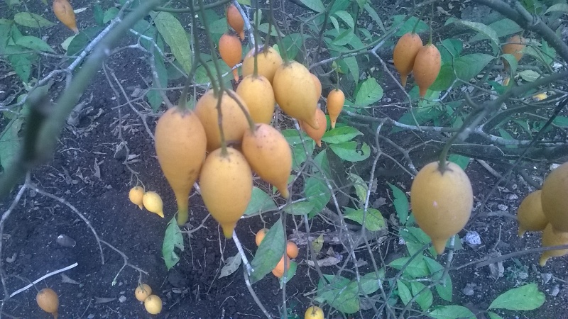 Tabernanthe - Tree of wisdom, tree of knowledge, tree of life - Image 10