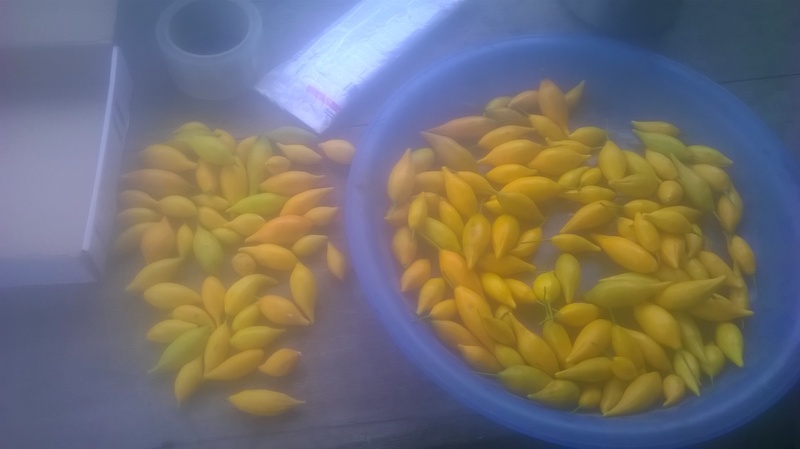 Tabernanthe - Tree of wisdom, tree of knowledge, tree of life - Image 11