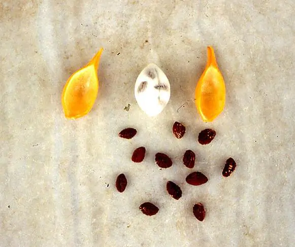 Tabernanthe - Tree of wisdom, tree of knowledge, tree of life - Image 12