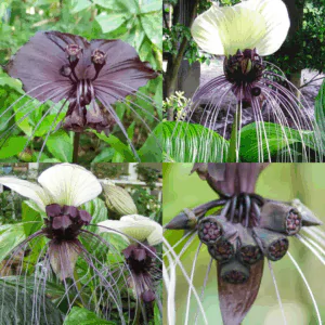 Tacca Collection - 20 Tacca Seeds -