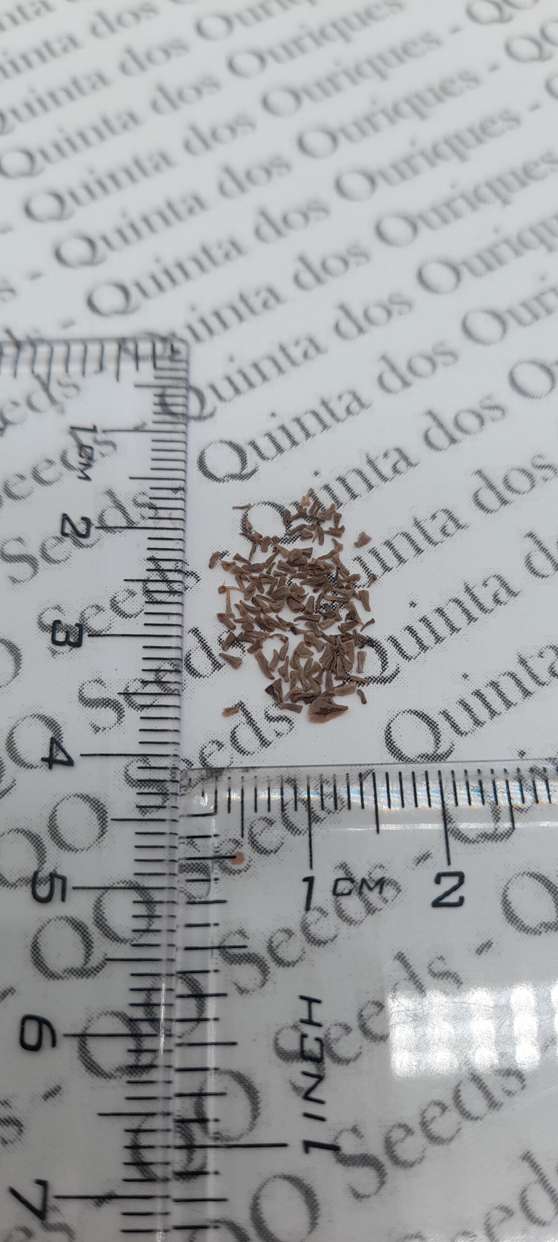 Xerophyta retinervis - Black lily, black desert lily - Image 2