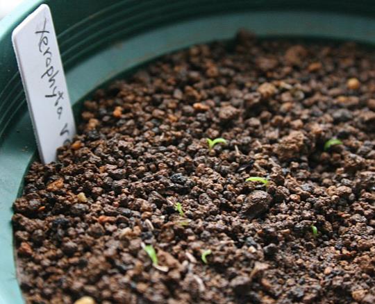 Xerophyta retinervis - Black lily, black desert lily - Image 3