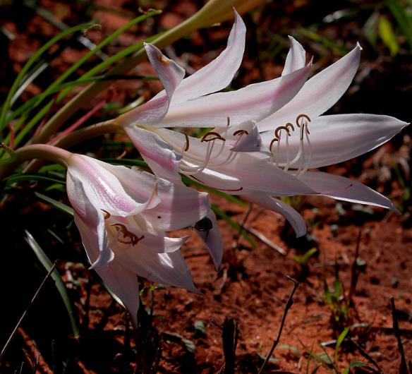 Xerophyta retinervis - Black lily, black desert lily - Image 7