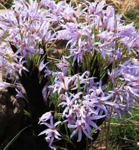 Xerophyta retinervis - Black lily, black desert lily - Image 8