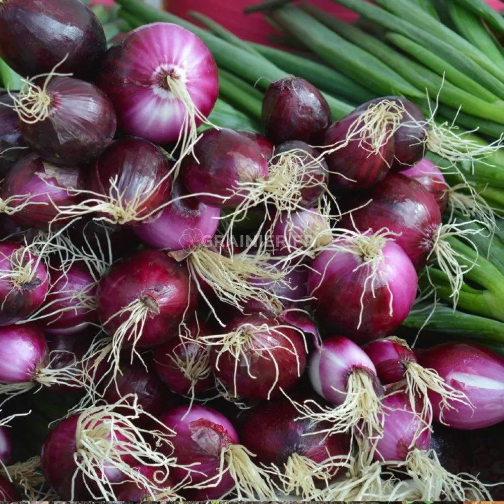 Allium cepa 'Rouge Foncé de Hollande' - Red Burgundy Onion, Brunswick Wine Onion, Dark Red Dutch Onion, Deep Red Holland Onion - Image 2