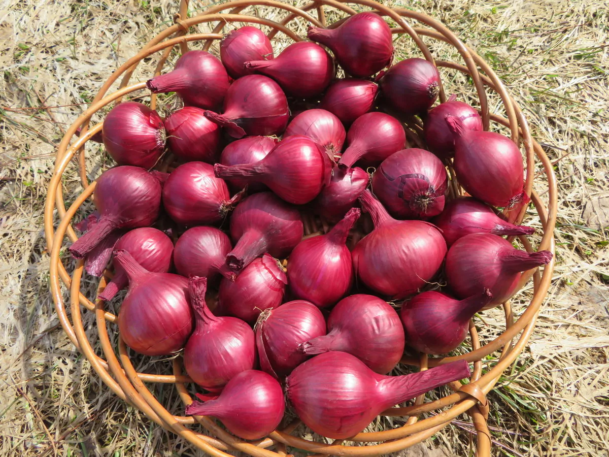 Allium cepa 'Rouge Foncé de Hollande' - Red Burgundy Onion, Brunswick Wine Onion, Dark Red Dutch Onion, Deep Red Holland Onion - Image 4