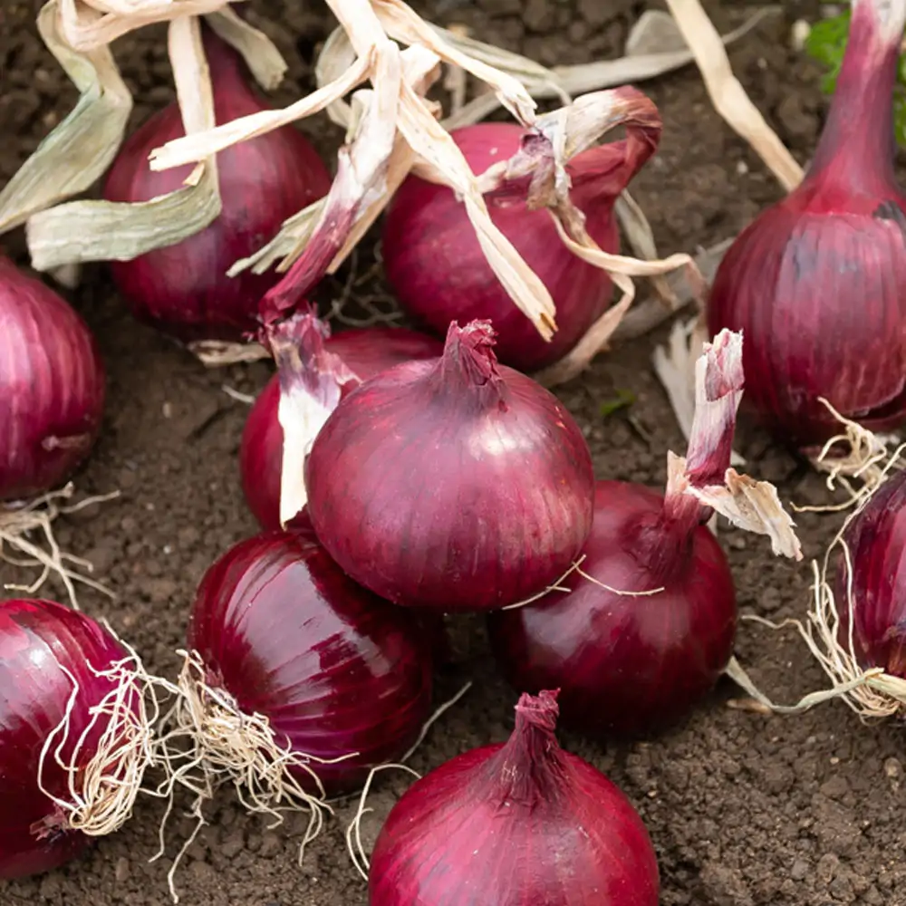 Allium cepa 'Rouge Foncé de Hollande' - Red Burgundy Onion, Brunswick Wine Onion, Dark Red Dutch Onion, Deep Red Holland Onion - Image 5