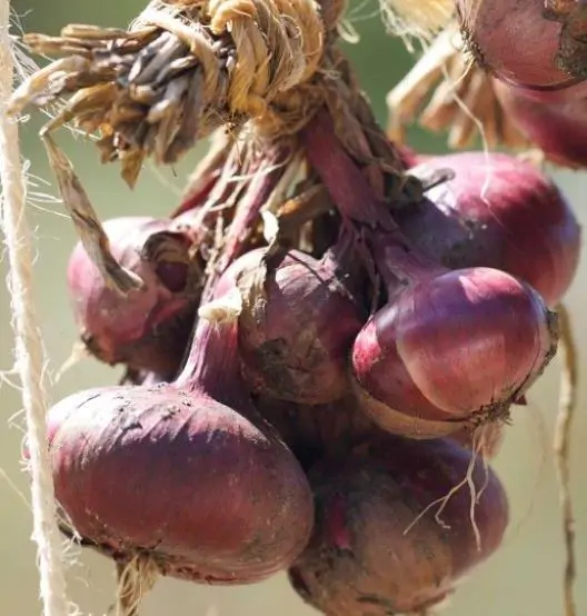 Allium cepa 'Rouge Foncé de Hollande' - Red Burgundy Onion, Brunswick Wine Onion, Dark Red Dutch Onion, Deep Red Holland Onion