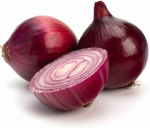 Allium cepa 'Rouge Foncé de Hollande' - Red Burgundy Onion, Brunswick Wine Onion, Dark Red Dutch Onion, Deep Red Holland Onion - Image 7