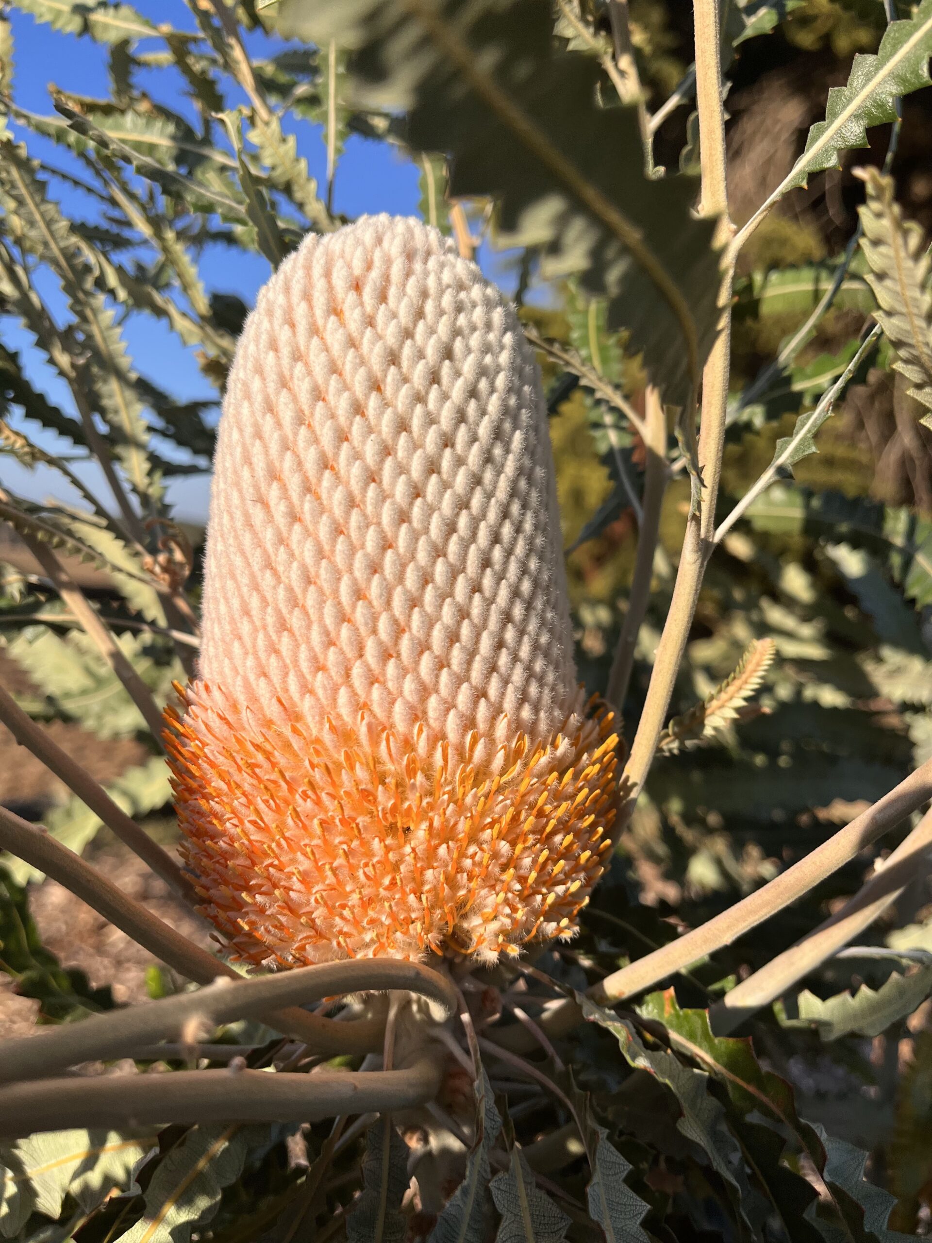 Banksia hookeriana - Hooker's Banksia, Eneabba Banksia - Image 2