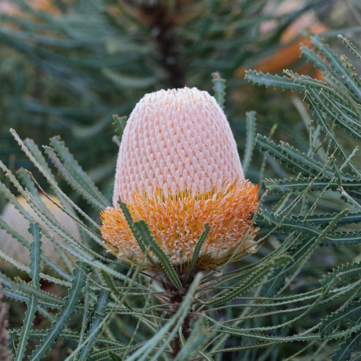 Banksia hookeriana - Hooker's Banksia, Eneabba Banksia - Image 3