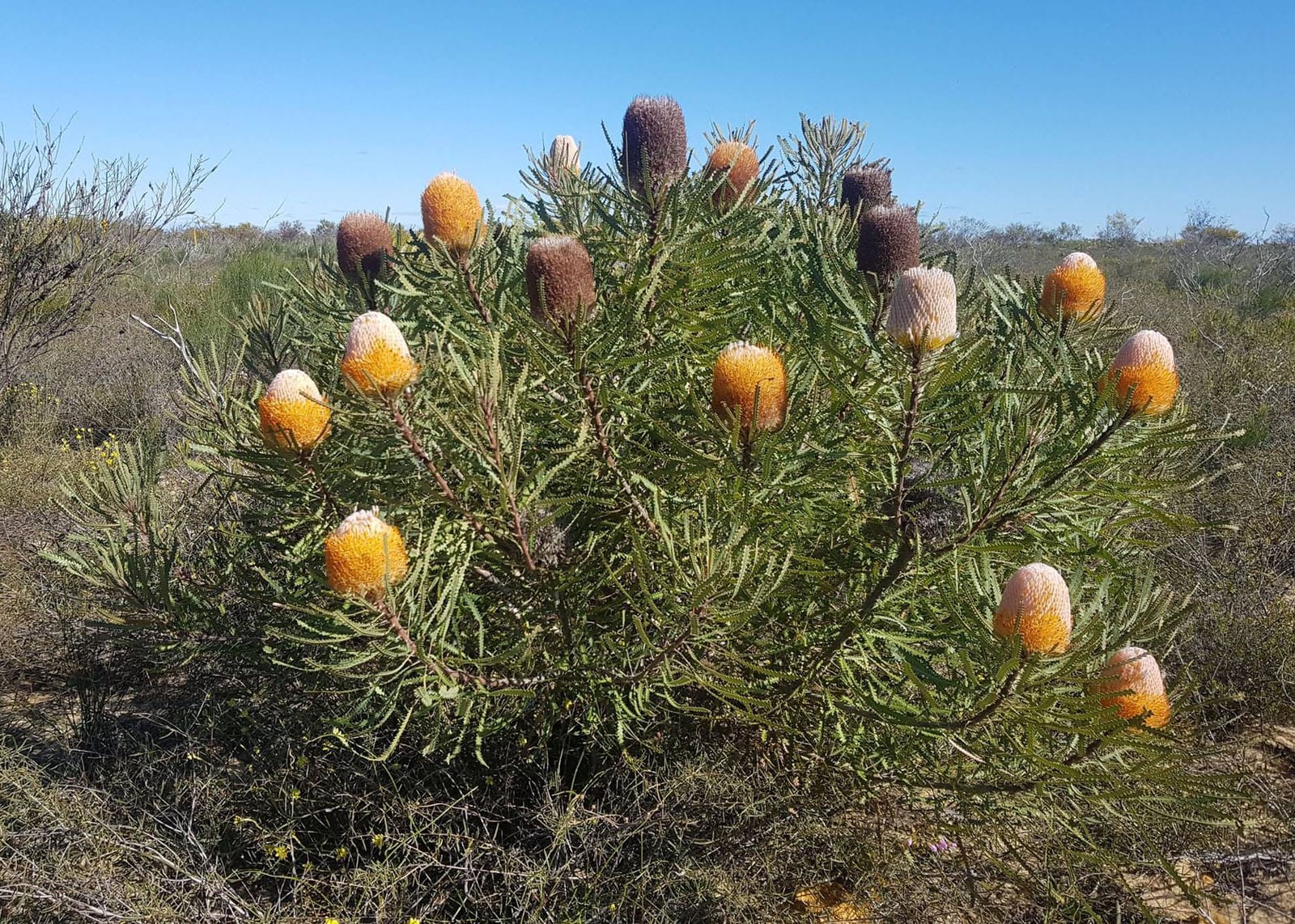 Banksia hookeriana - Hooker's Banksia, Eneabba Banksia - Image 4