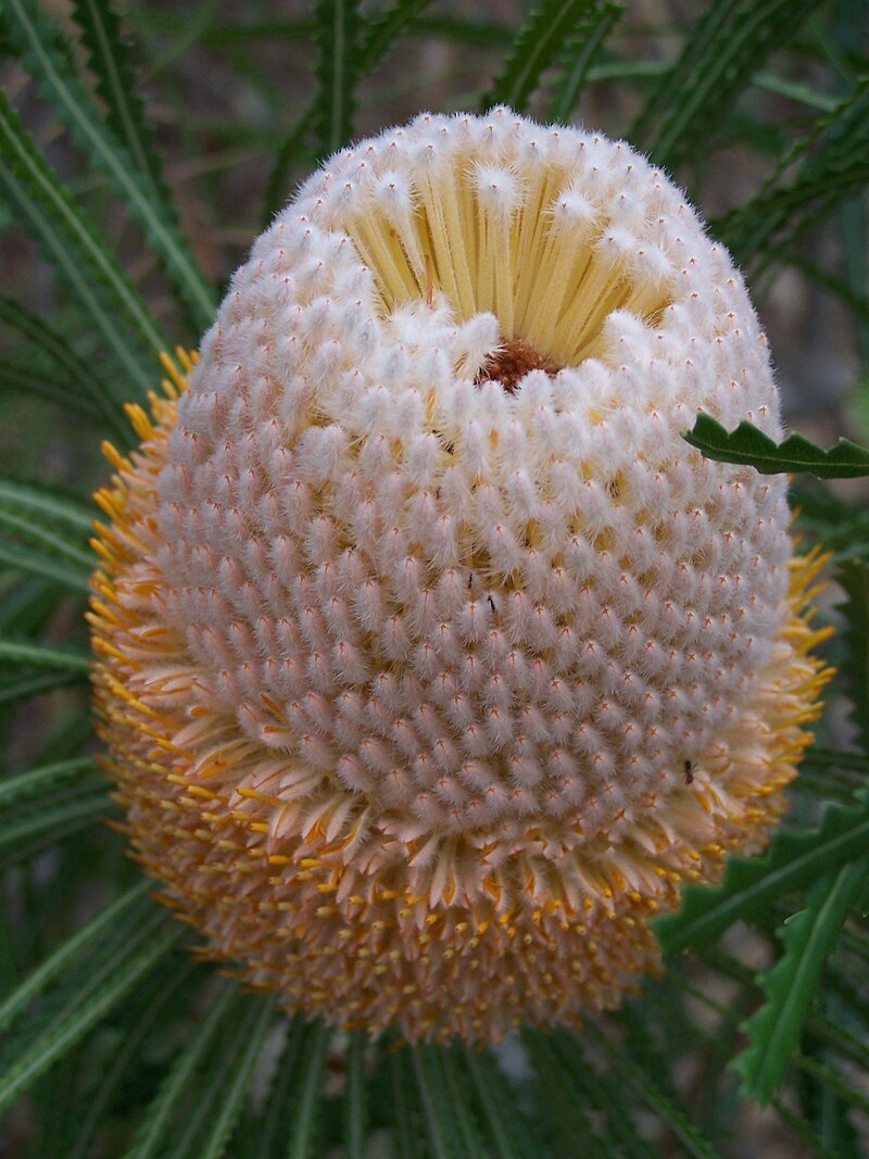 Banksia hookeriana - Hooker's Banksia, Eneabba Banksia - Image 5