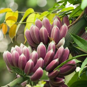 Musa itinerans - Burmese Blue, Blue Burmese Banana