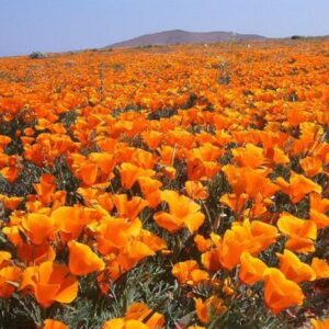 Eschscholzia californica - Californian Poppy