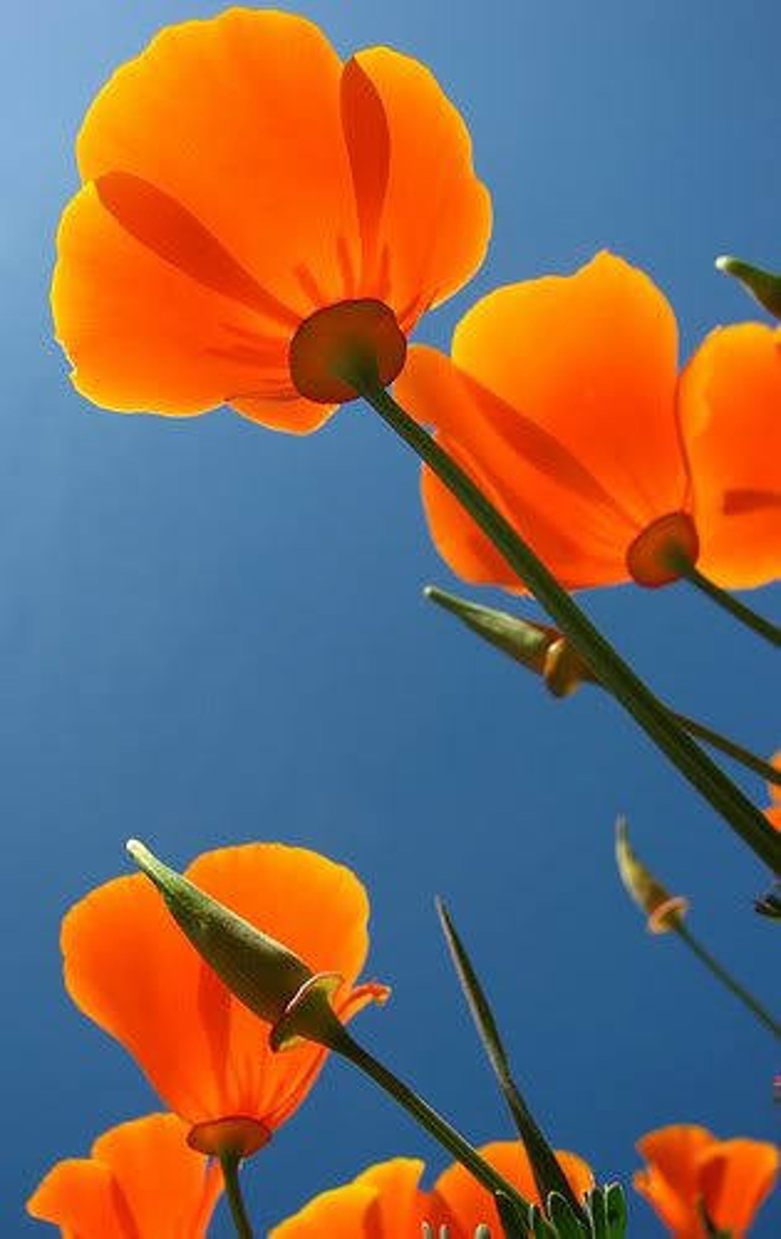 Eschscholzia californica - Californian Poppy - Image 5