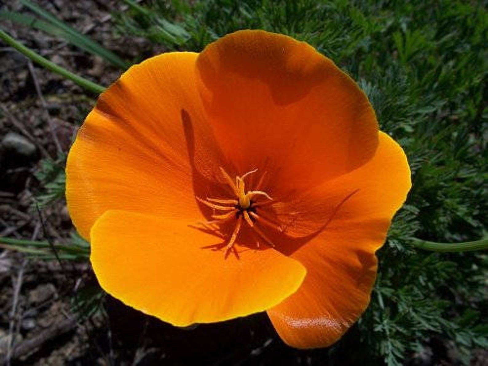 Eschscholzia californica - Californian Poppy - Image 6