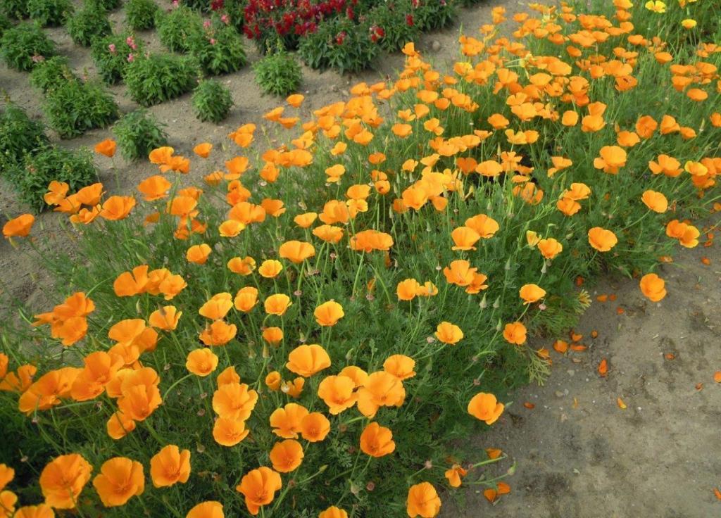 Eschscholzia californica - Californian Poppy - Image 8