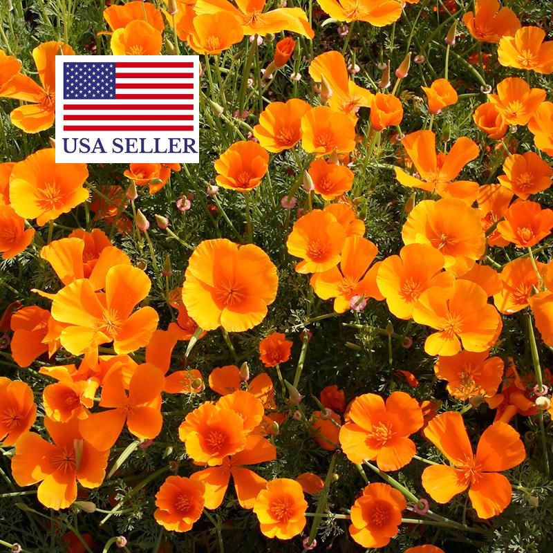 Eschscholzia californica - Californian Poppy - Image 9