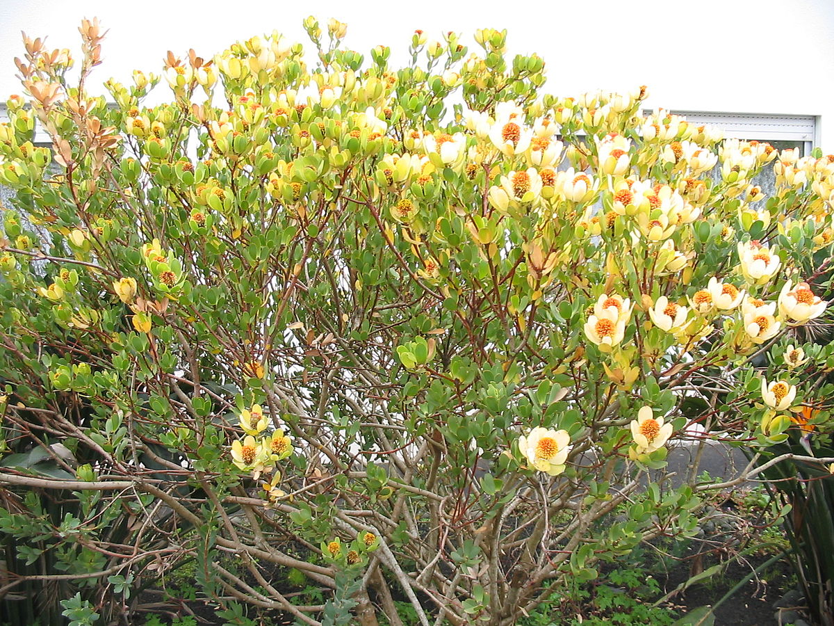 Leucadendron discolor - Pom Pom, Piketberg Conebush, Gold Flame Tips, Red Conebush - Image 2